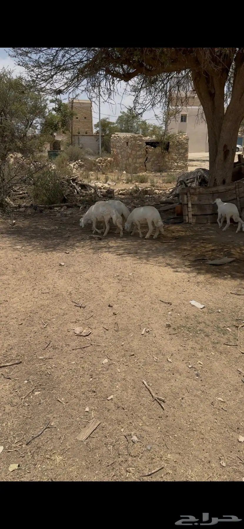 خرفان للبيع 3