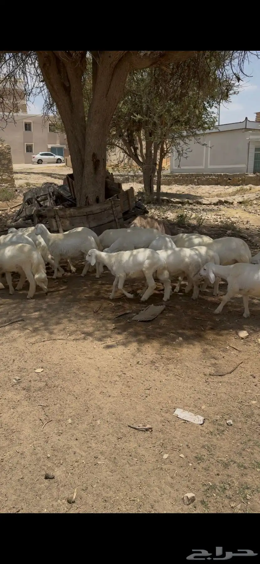 خرفان للبيع 4