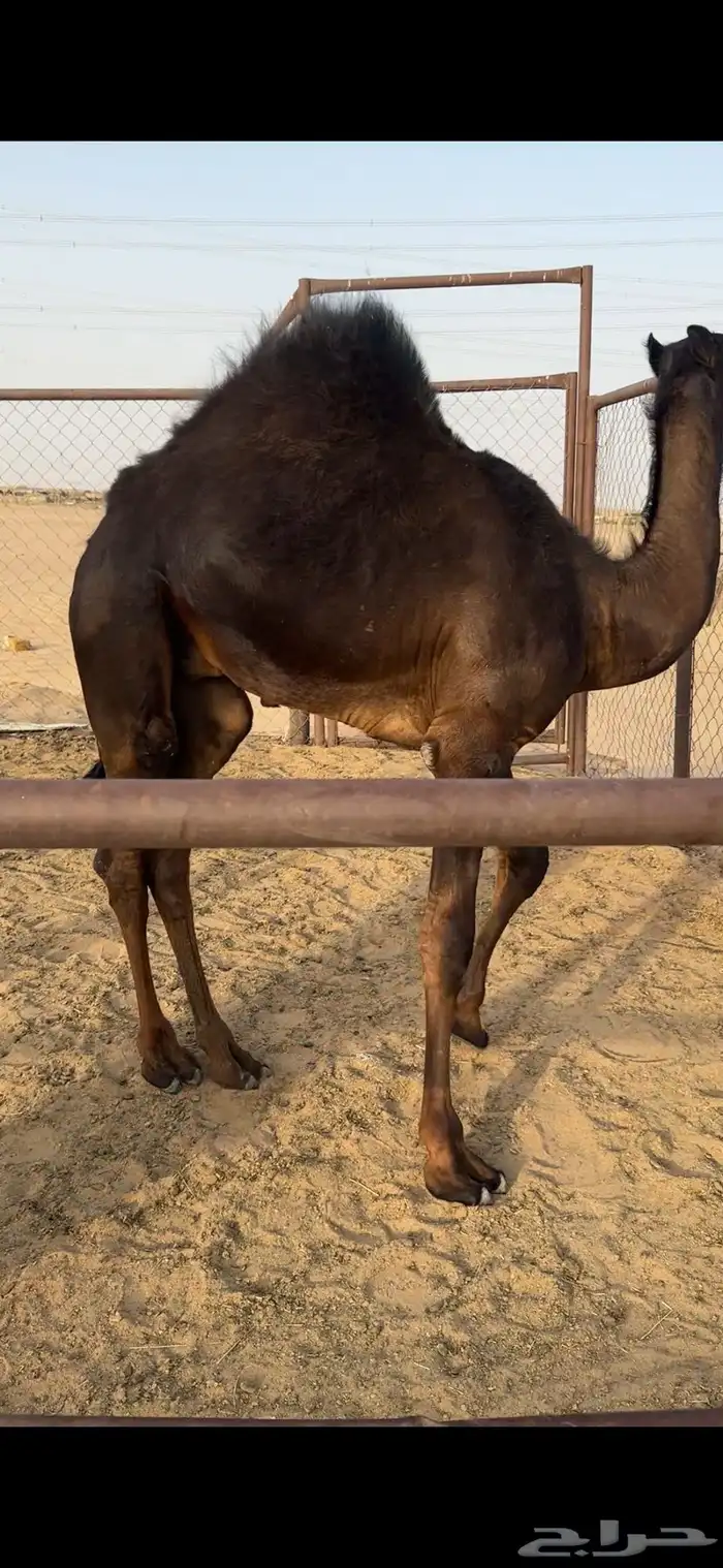 قعود كايف كفووو للبيع رقم الجوآل 2