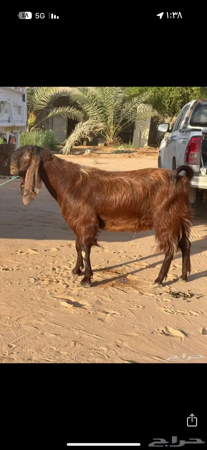 جفرتين قبرصيات دهم صنف الصنف 6