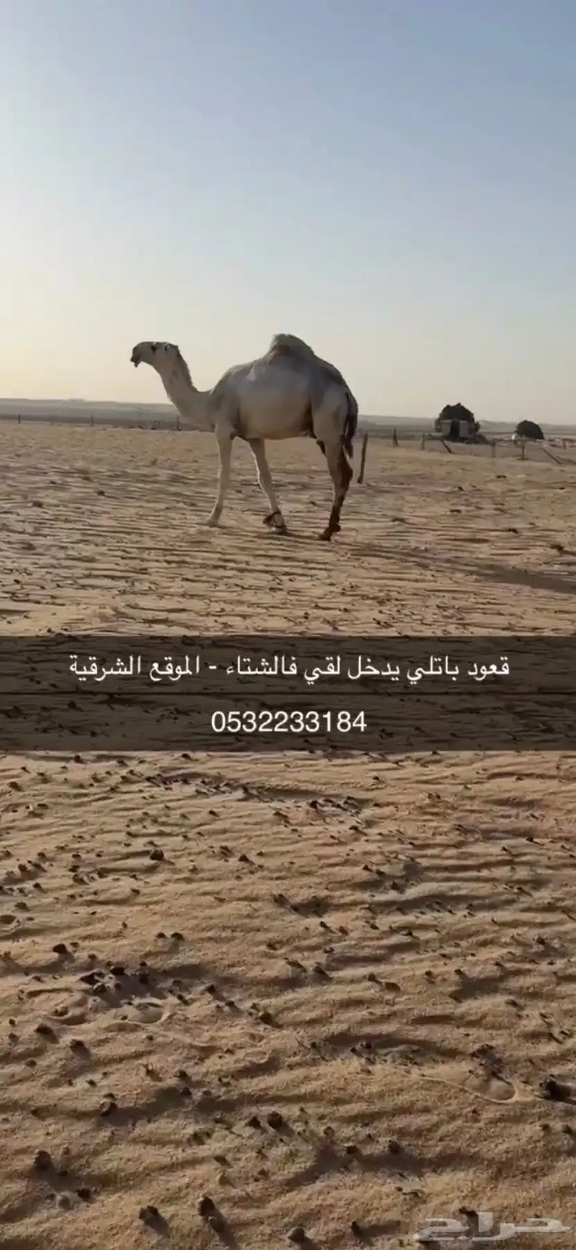 قعود باتلي كفو 0