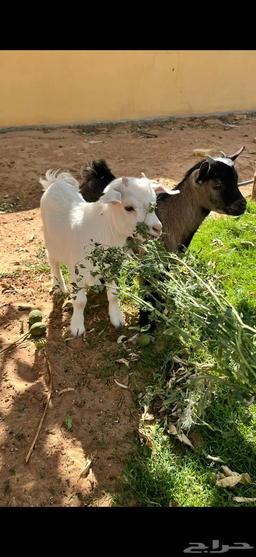 ماعز قزمي 4