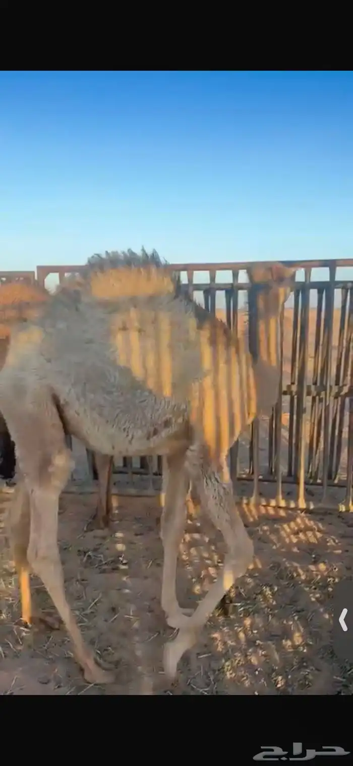 للبيع اثنين حشو فل الفل شحم تحت امهاتهن شرط 0