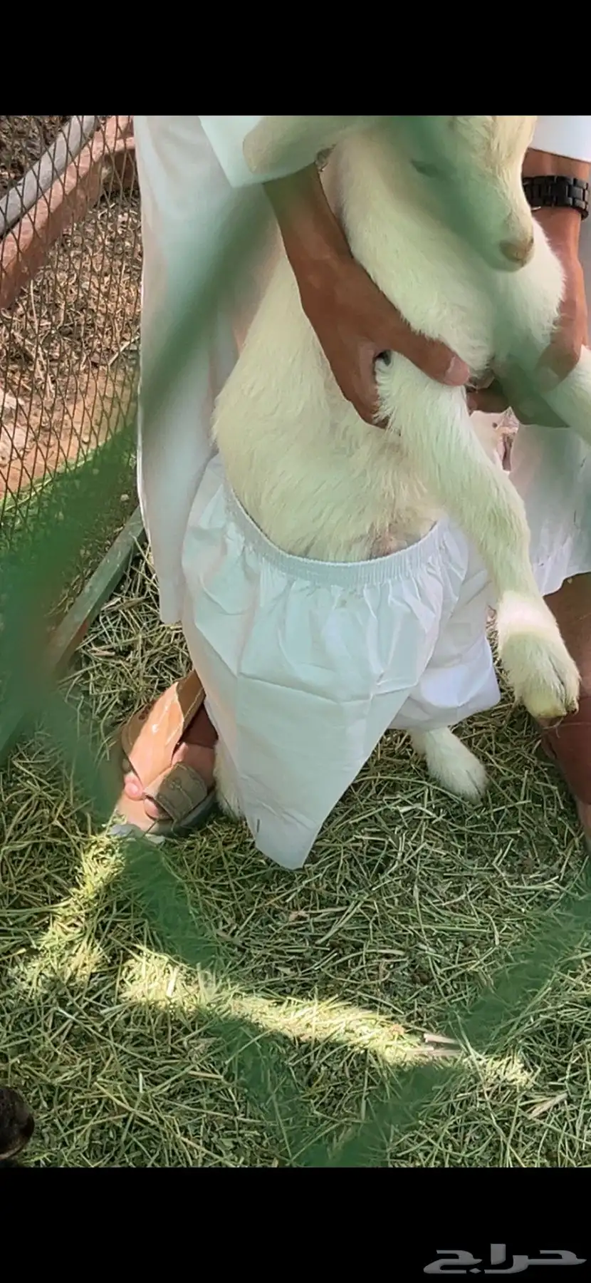 ماعز قزمي 1