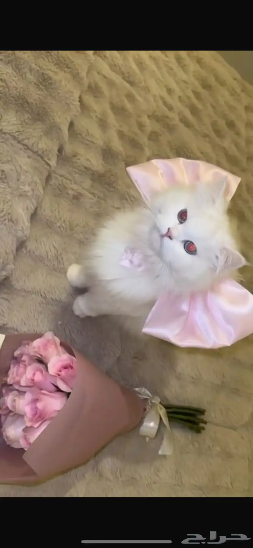 قطة لتبني بيرشن (Persian Cat) 0