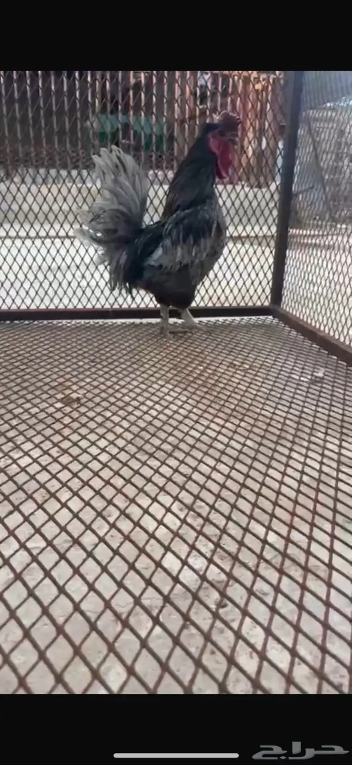 ديك حباحب رصاصي 0