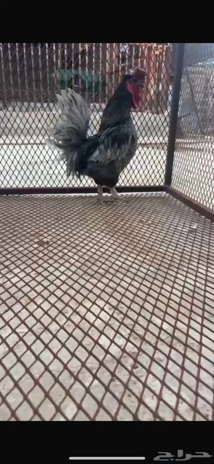ديك حباحب رصاصي 0
