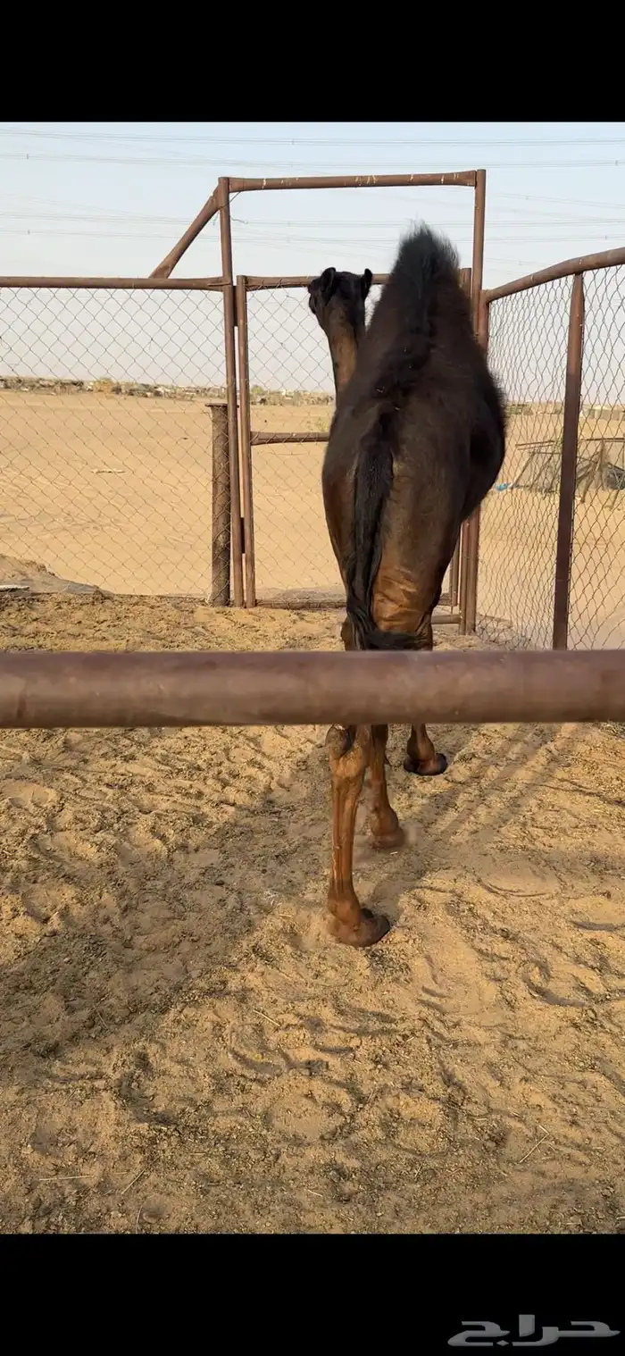 قعود كايف كفووو للبيع رقم الجوآل 1
