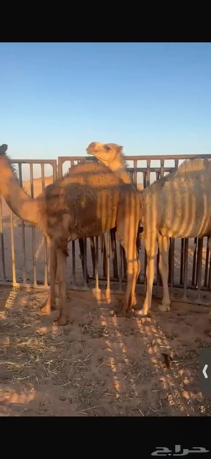 للبيع اثنين حشو فل الفل شحم تحت امهاتهن شرط 1