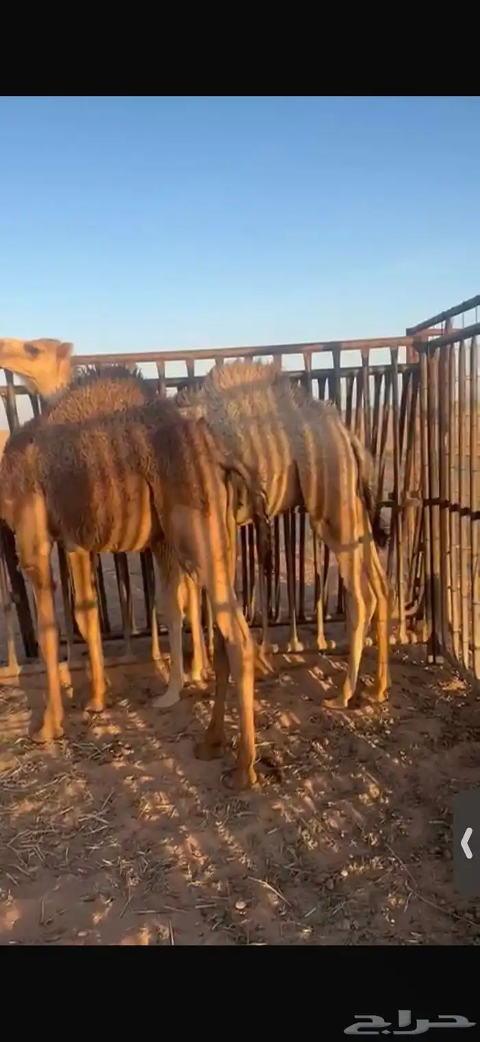 للبيع اثنين حشو فل الفل شحم تحت امهاتهن شرط 3