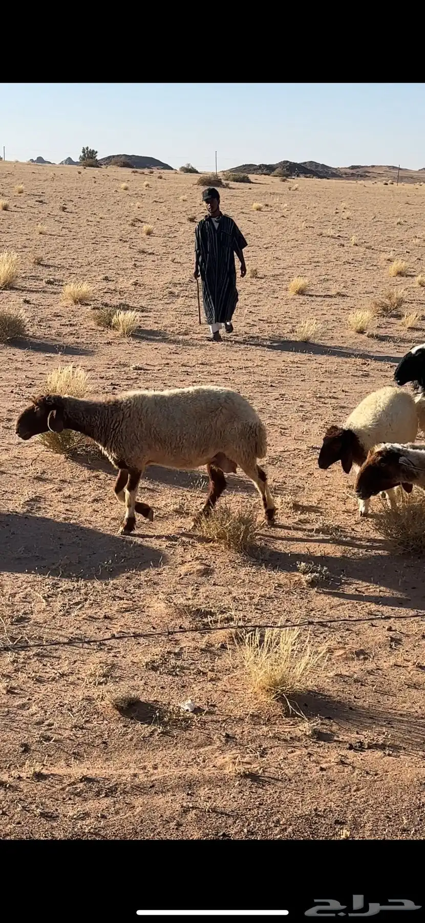 جذعة نعيمية والد واول ولده معه رخلة طيبه عمره4 شهور 0