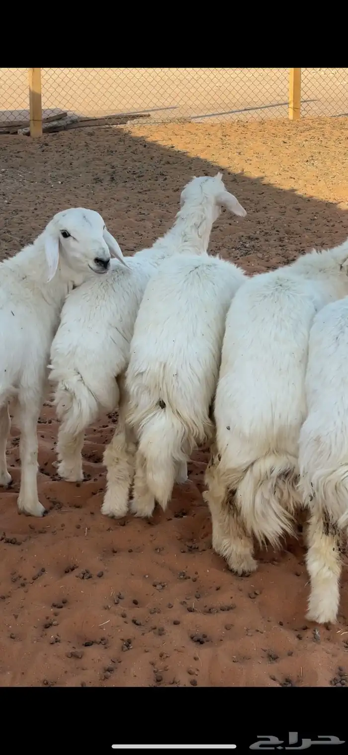 ذبائح حري فاخر فل شحم ذبح وتوصيل 1