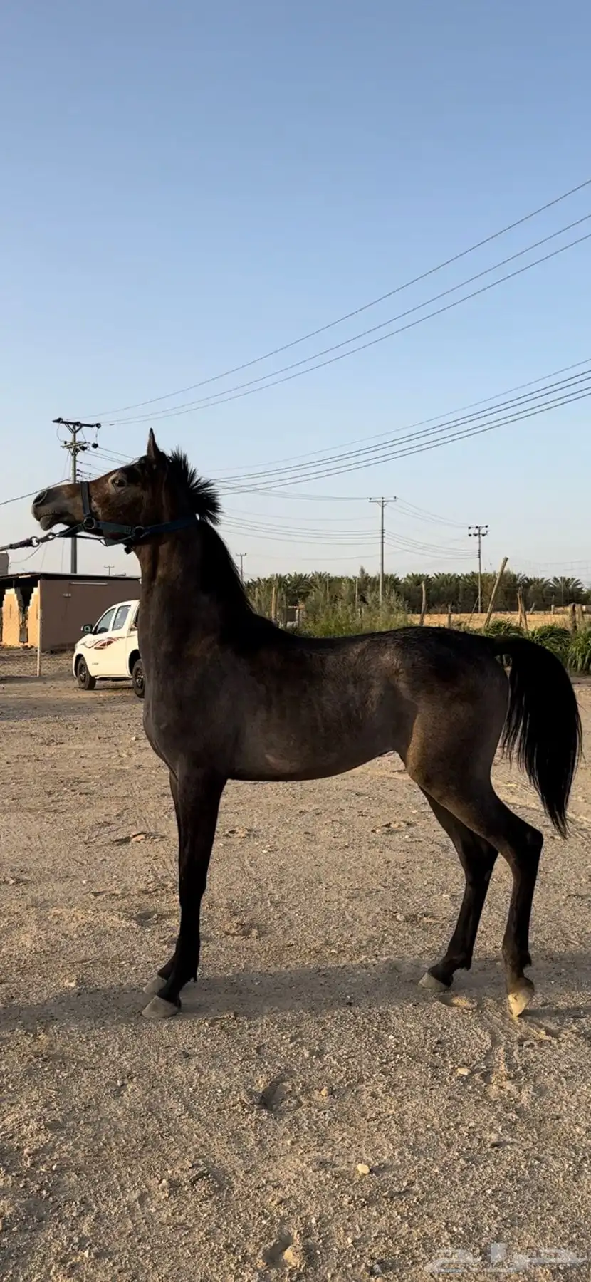 مهر واهو قطعه فاخره 0
