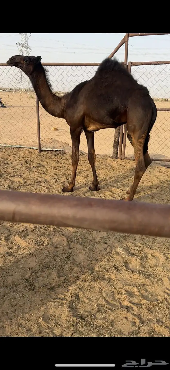 قعود كايف كفووو للبيع رقم الجوآل 0