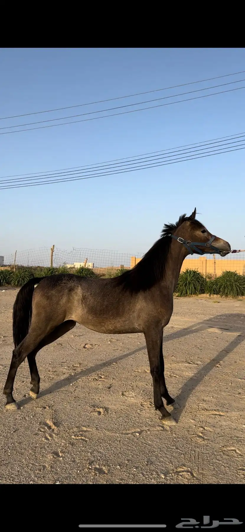 مهر واهو قطعه فاخره 1