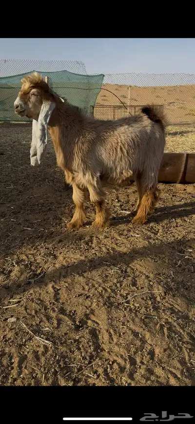 فحل عارضي اصفر صنف 2