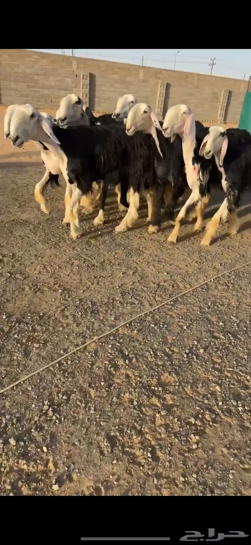 شياه نجد خصم الخصم تممم البيع 3