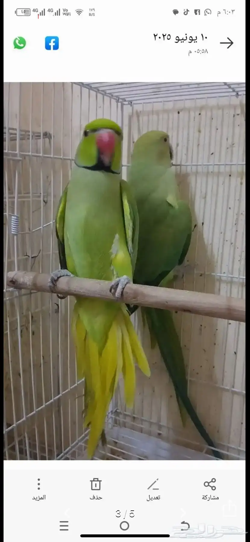 دره هندي جوز ذكر و انثى 0