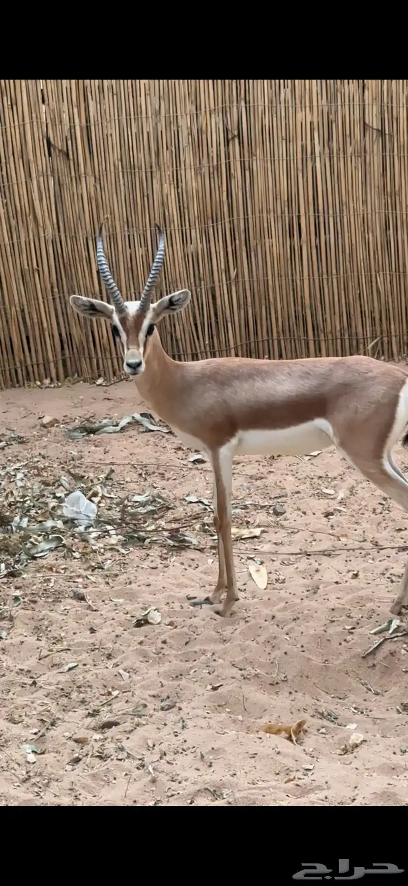 عفري 0