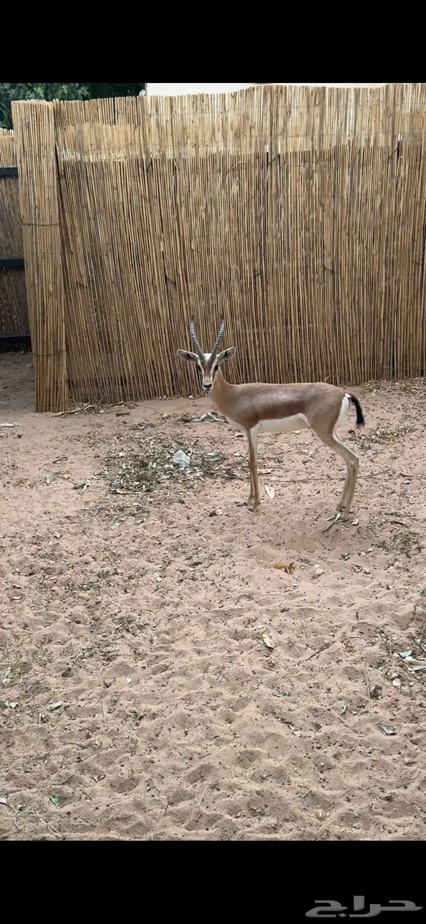 عفري 1