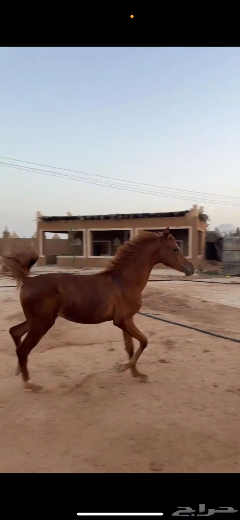 خيل 1