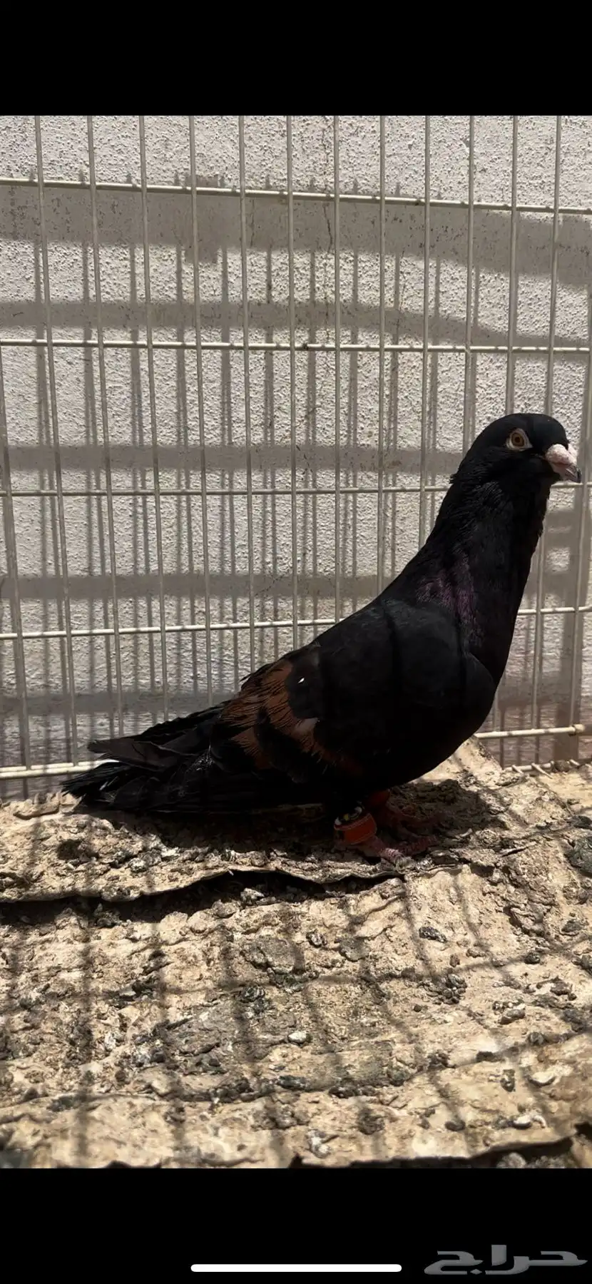 حمام شامي 0