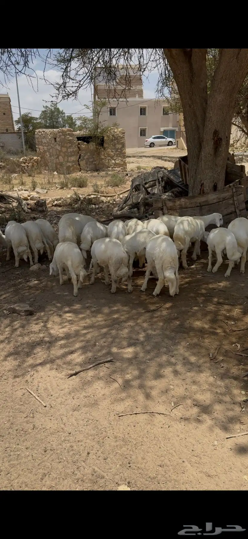خرفان للبيع 1
