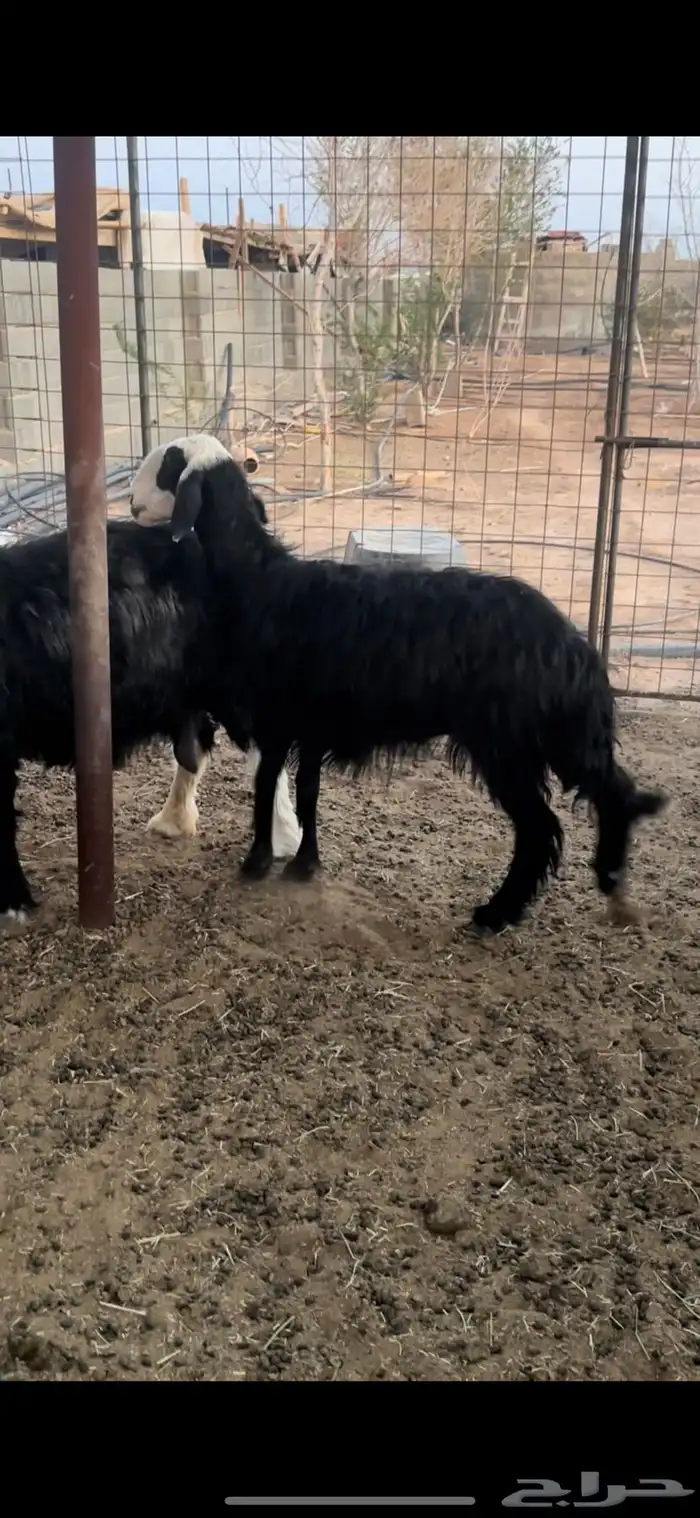 نعجه نجديه رباع تم البيع 0