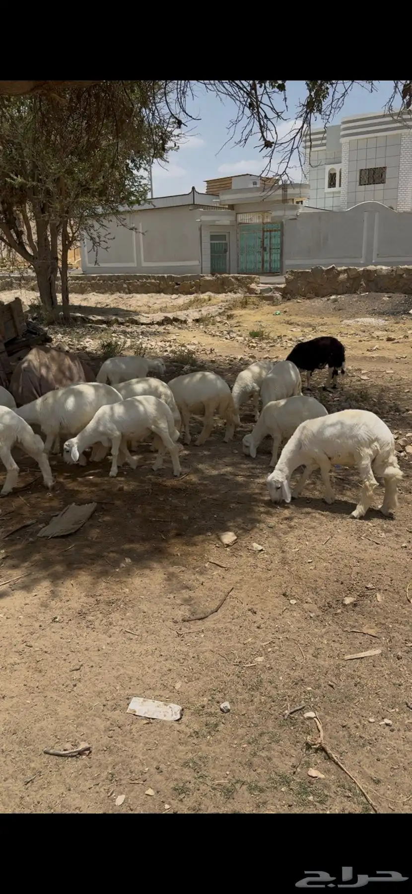 خرفان للبيع 0