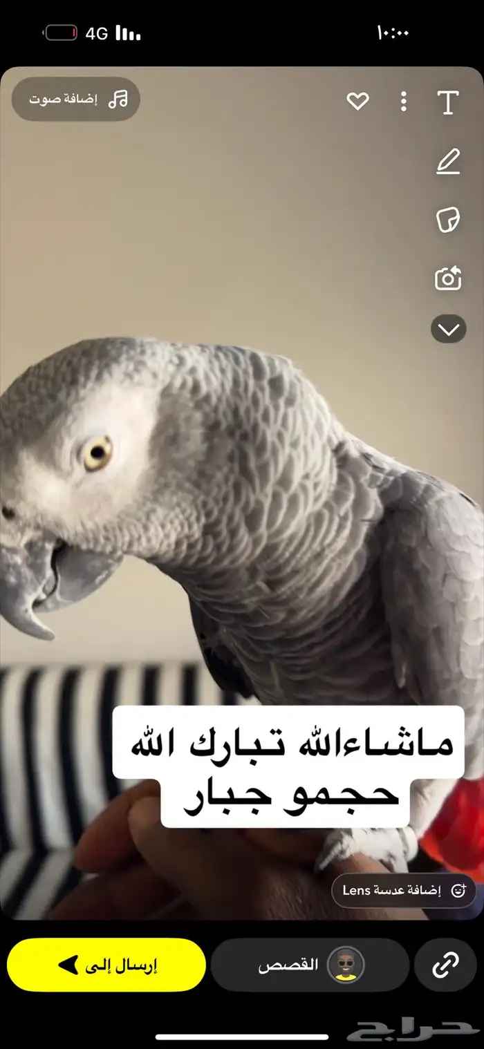 كاسكو هولندي 1