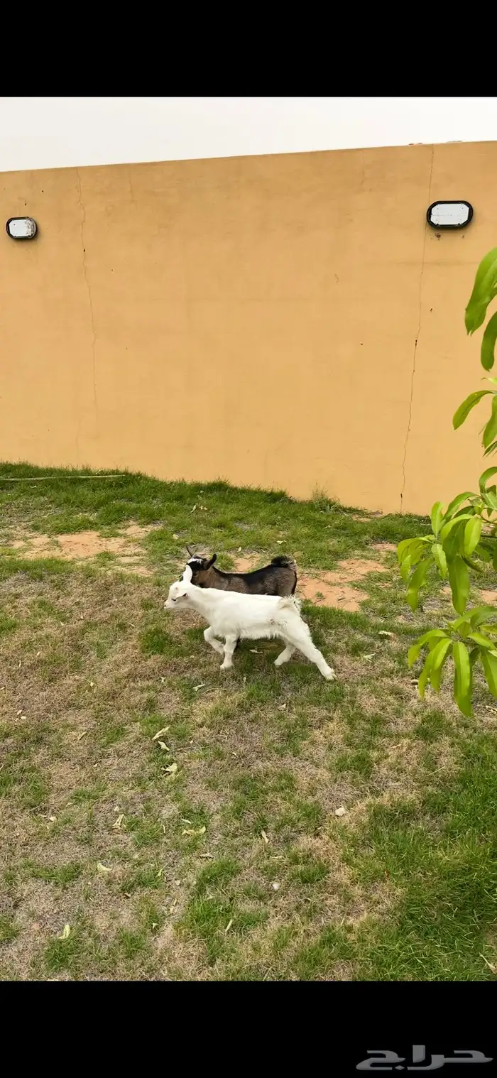 ماعز قزمي 2
