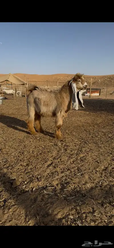 فحل عارضي اصفر صنف 0