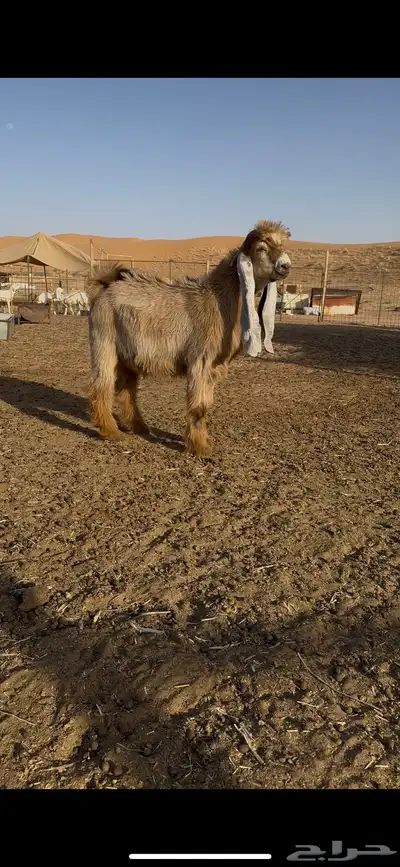 فحل عارضي اصفر صنف 1