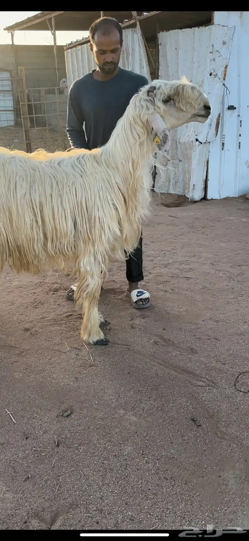 فحل نجدي مشروط 0
