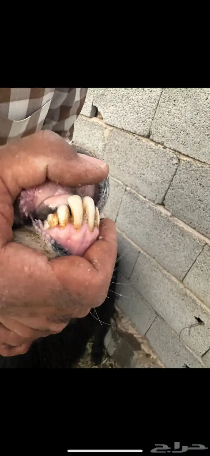 نعجه نجديه رباع تم البيع 1