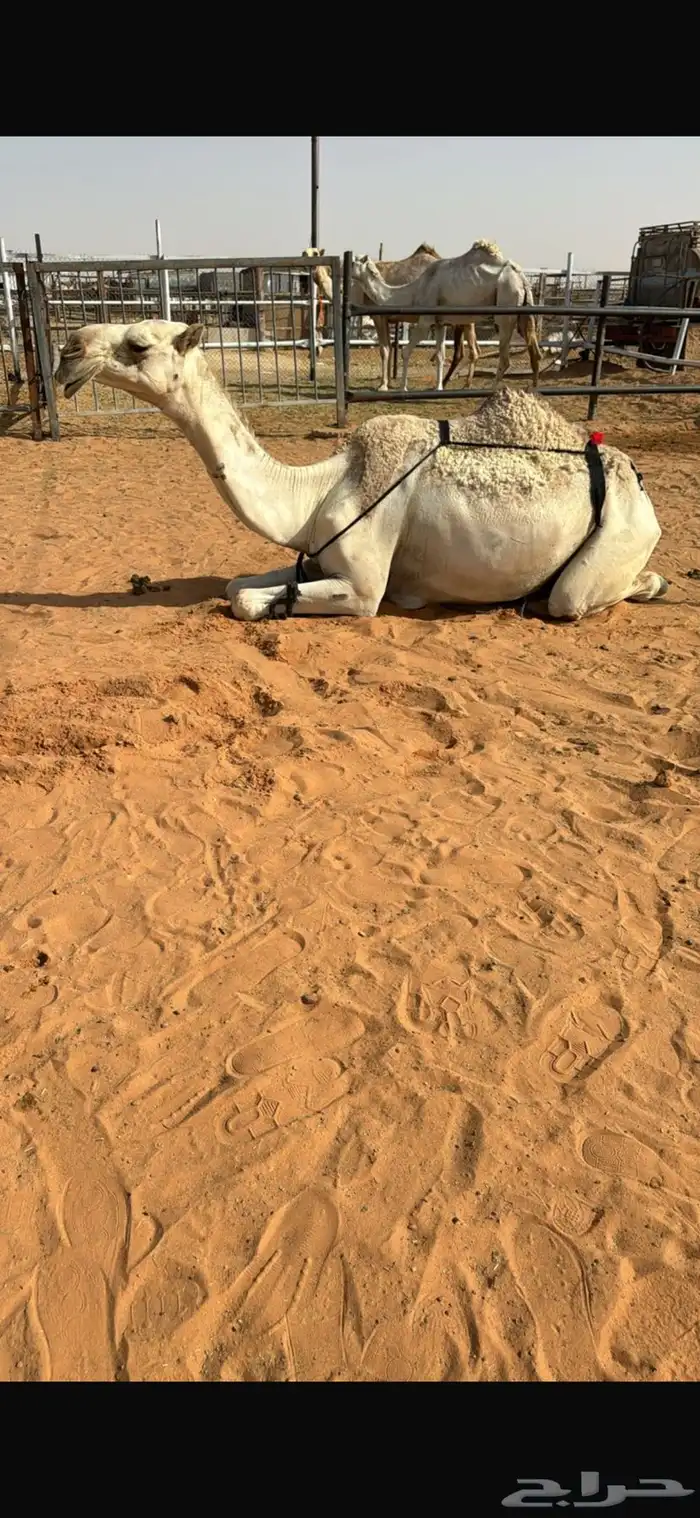 موقع الصداره بالخرج 0