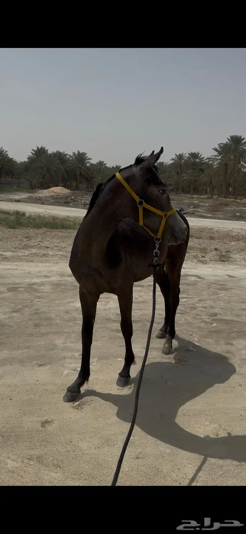 مهر للبيع 0