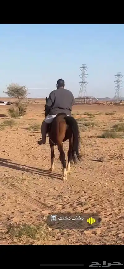 حصان شعبي طيب تربيع 6