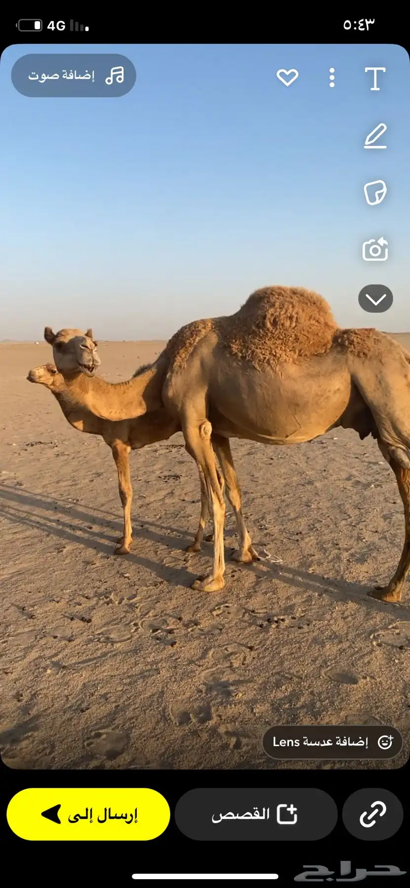 ناقه خلفه 4