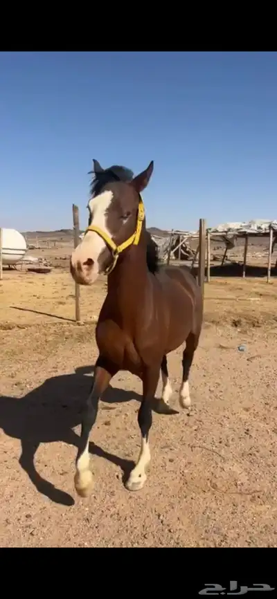 حصان شعبي طيب تربيع 0