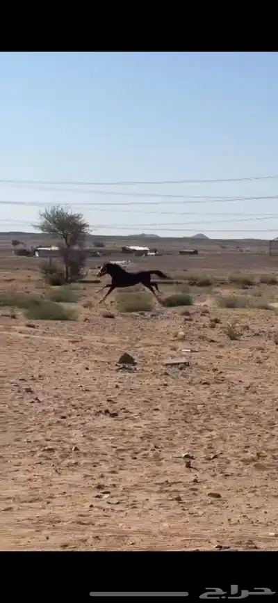 حصان شعبي طيب تربيع 5