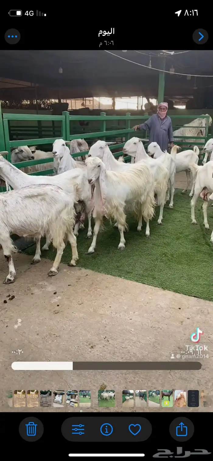 العدد 10 معزا مطورات 0