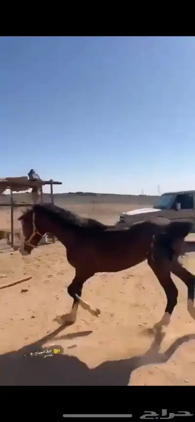 حصان شعبي طيب تربيع 2
