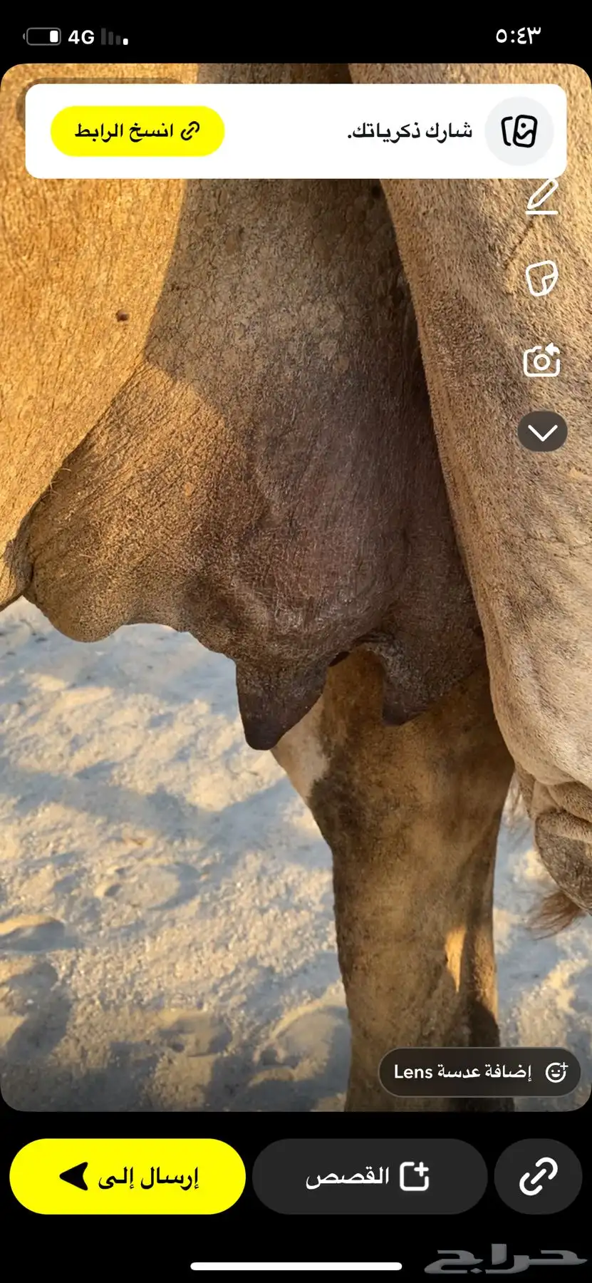 ناقه خلفه 1