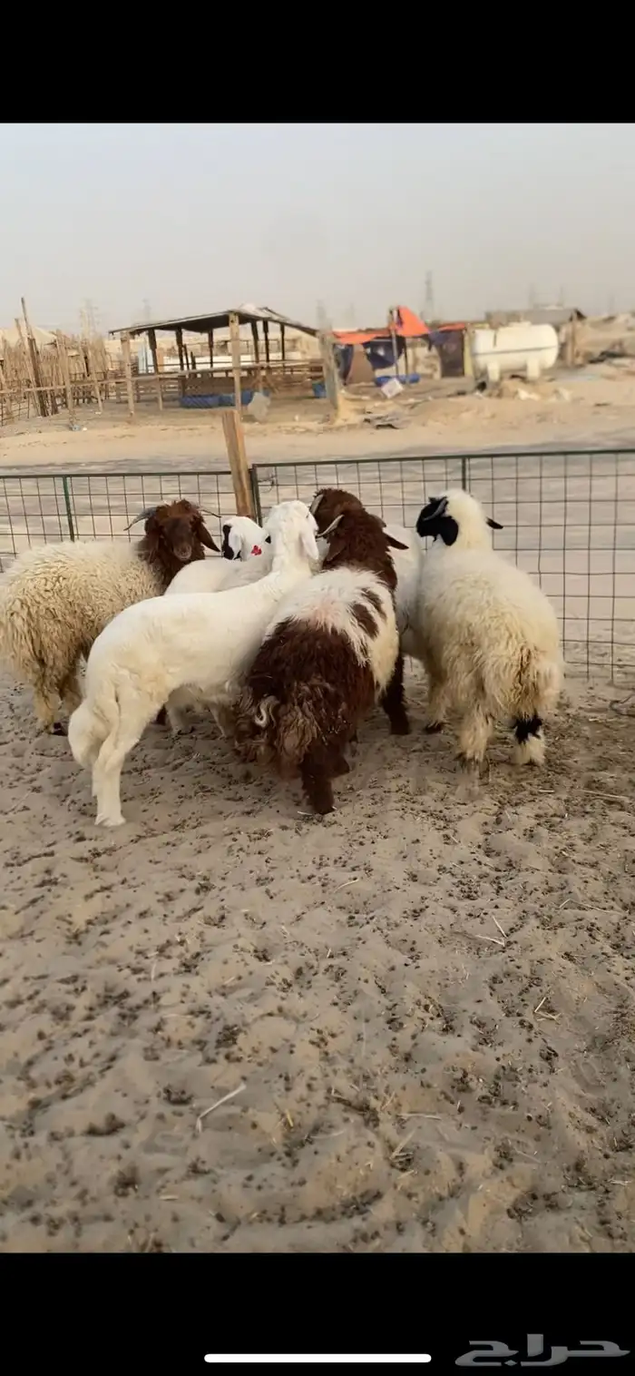 طليان خرفان كرامه نعيم بلدي وحريات 1