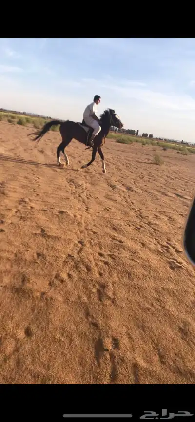 حصان شعبي طيب تربيع 4