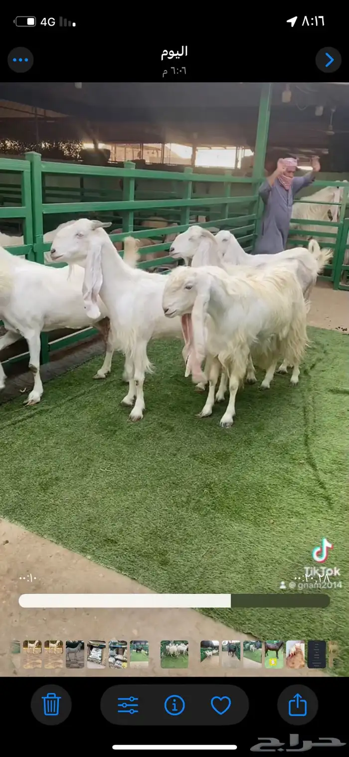 العدد 10 معزا مطورات 1