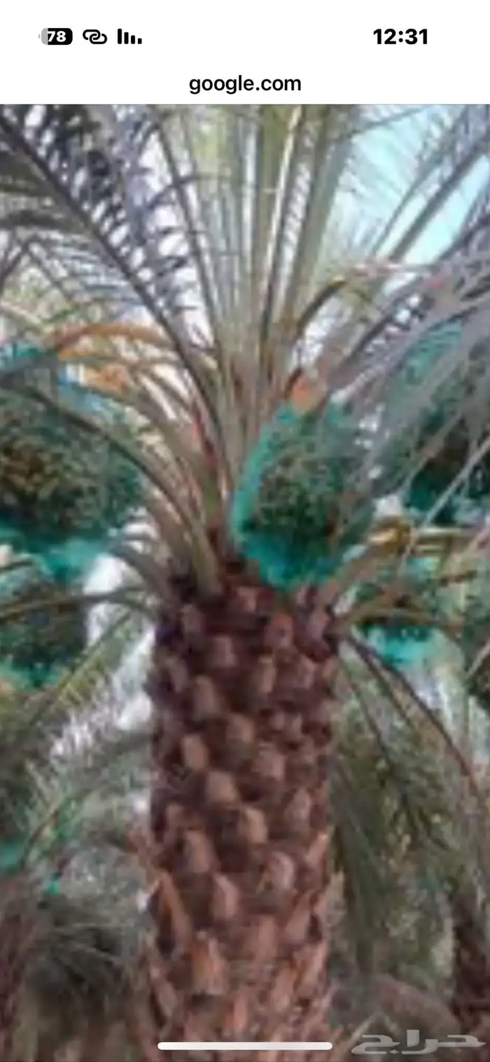 نخل طول 4 متر نوع سكري فاخر الموقع الغاط 0