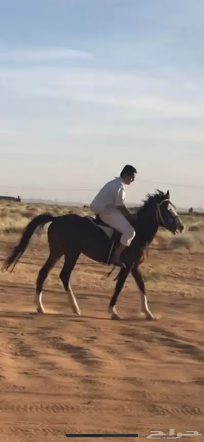 حصان شعبي طيب تربيع 1