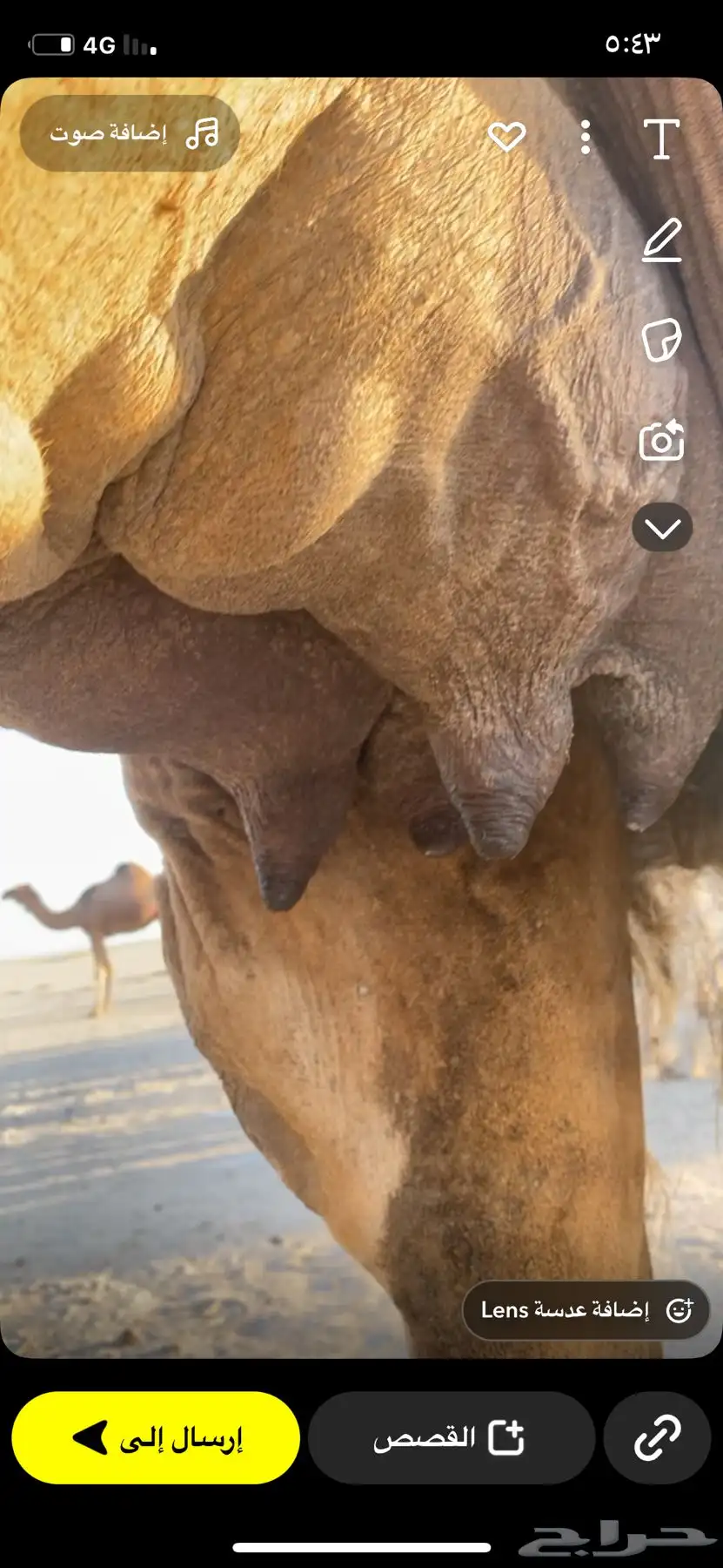 ناقه خلفه 2